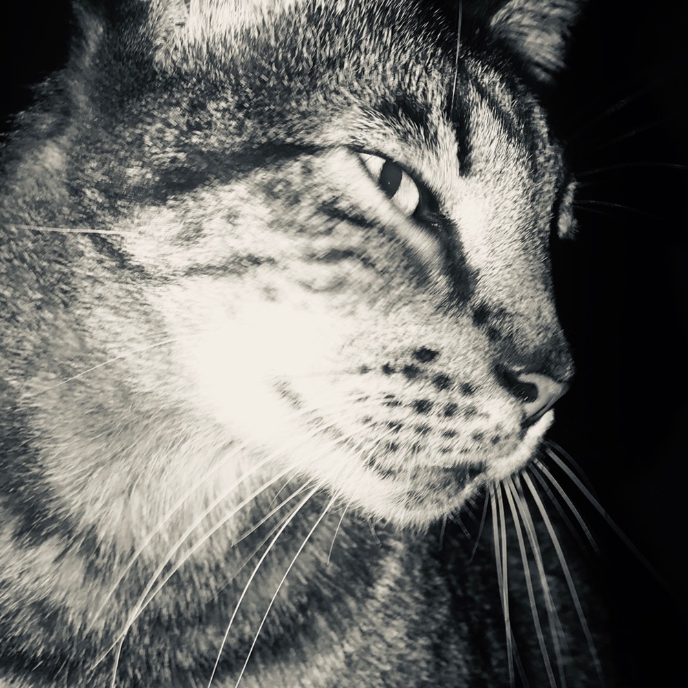 Meet your Posher, Julia